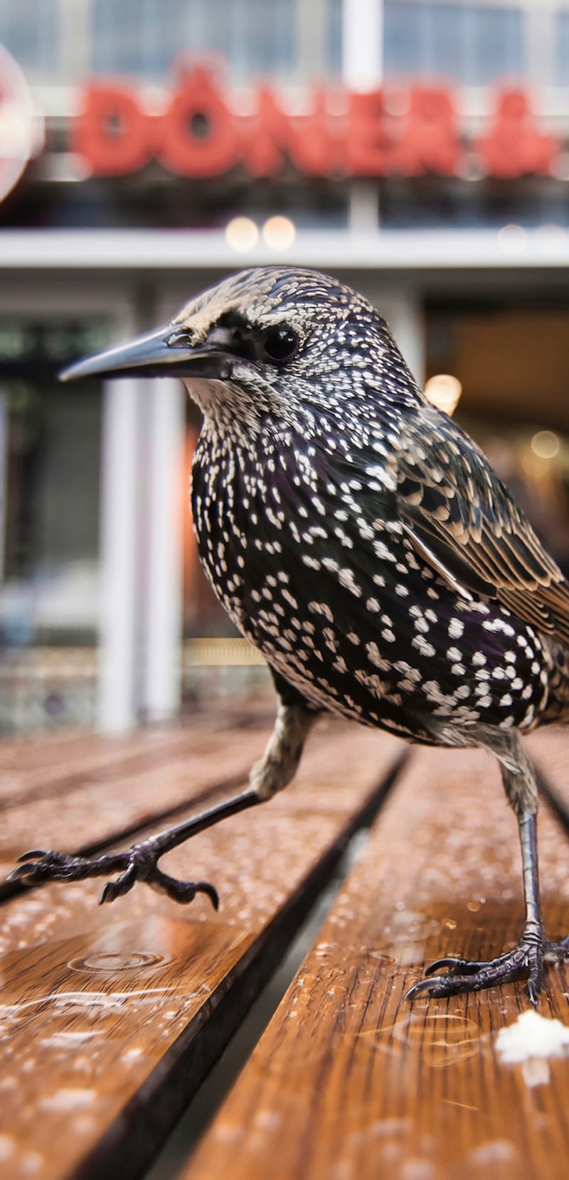 Two starling birds on a table outside of a restaurant, foraging for scraps