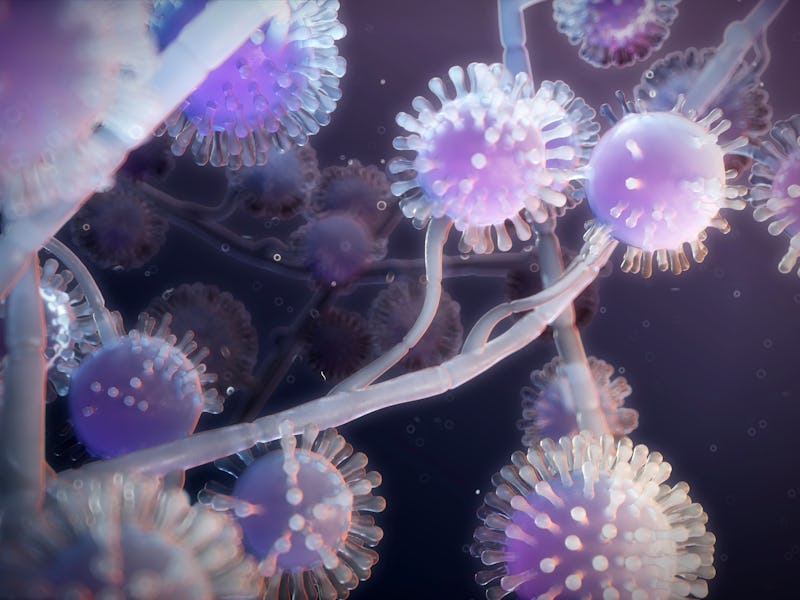 Fungi spores closeup