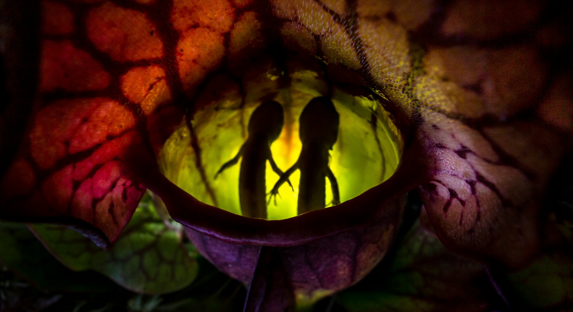 The outline of two small salamanders reflect inside of a pitcher plant, they are illuminated by a li...