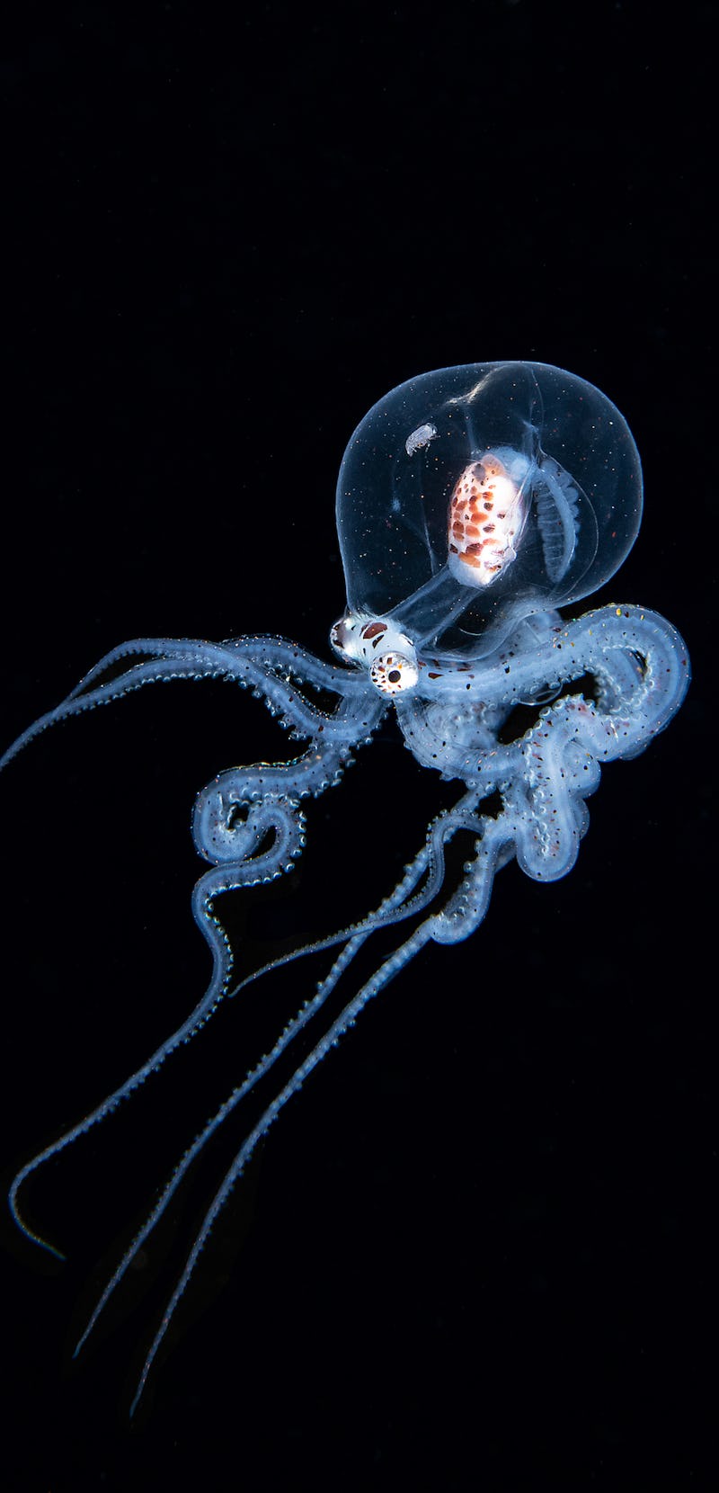 portrait of a larval mimic octopus.