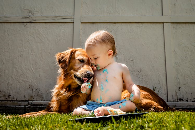 Shirtless toddler eating birthday cake with Golden Retriever in backyard.