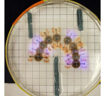 An image of the living muscle cell robots operating without wires or batteries.
