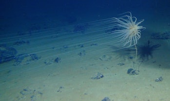 The  Relicanthus daphneae in the deep ocean.