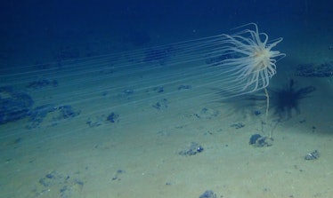 The  Relicanthus daphneae in the deep ocean.