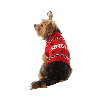 A dog wears a Valentine's Day sweater from PetSmarts dog collection. 