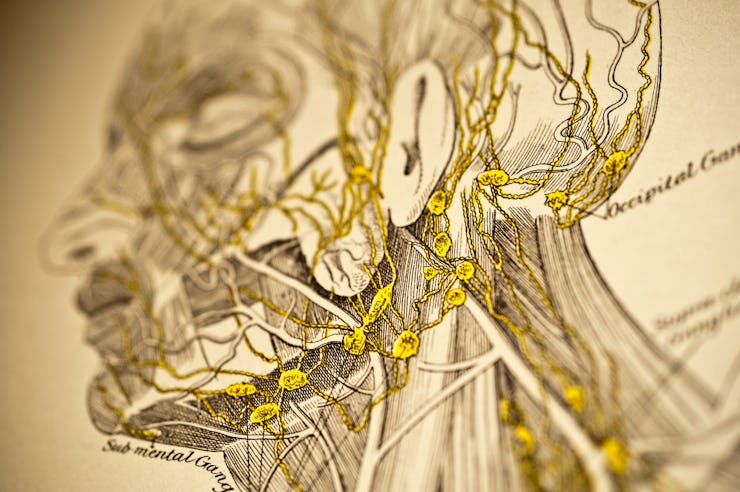 medical illustration