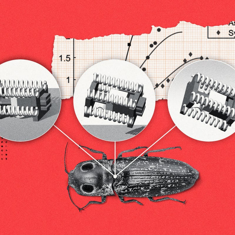 Mechanical sciences and engineering professor Sameh Tawfick led a new study introducing click beetle...