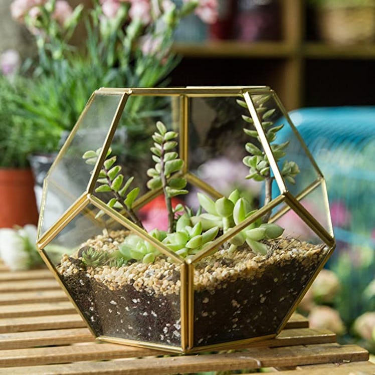 NCYP Glass Geometric Terrarium