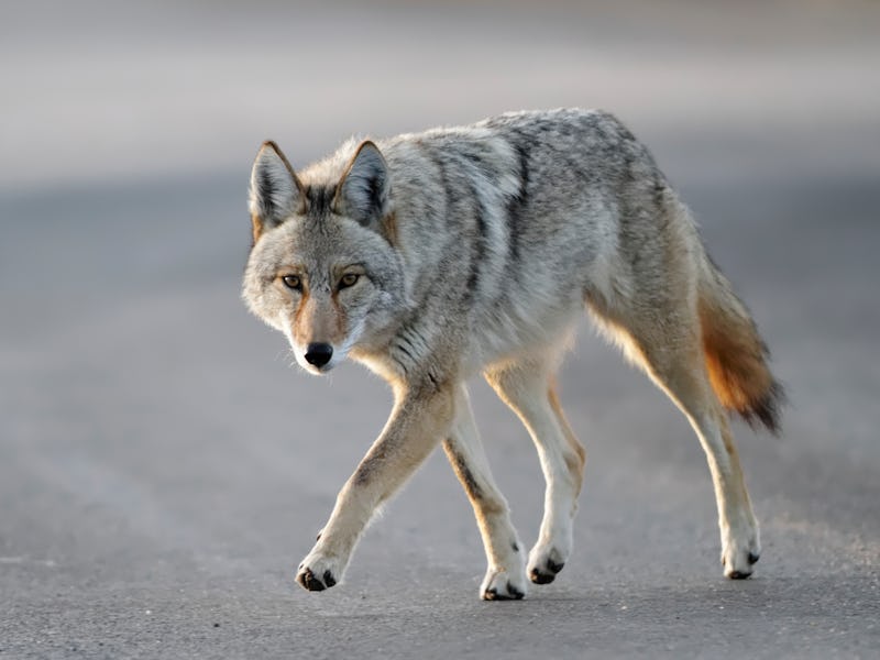 coyote walking looking at the camera