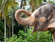 Close up of elephant curling its trunk