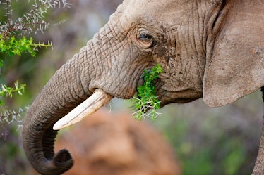 Elephant eatiing leaves from a tree