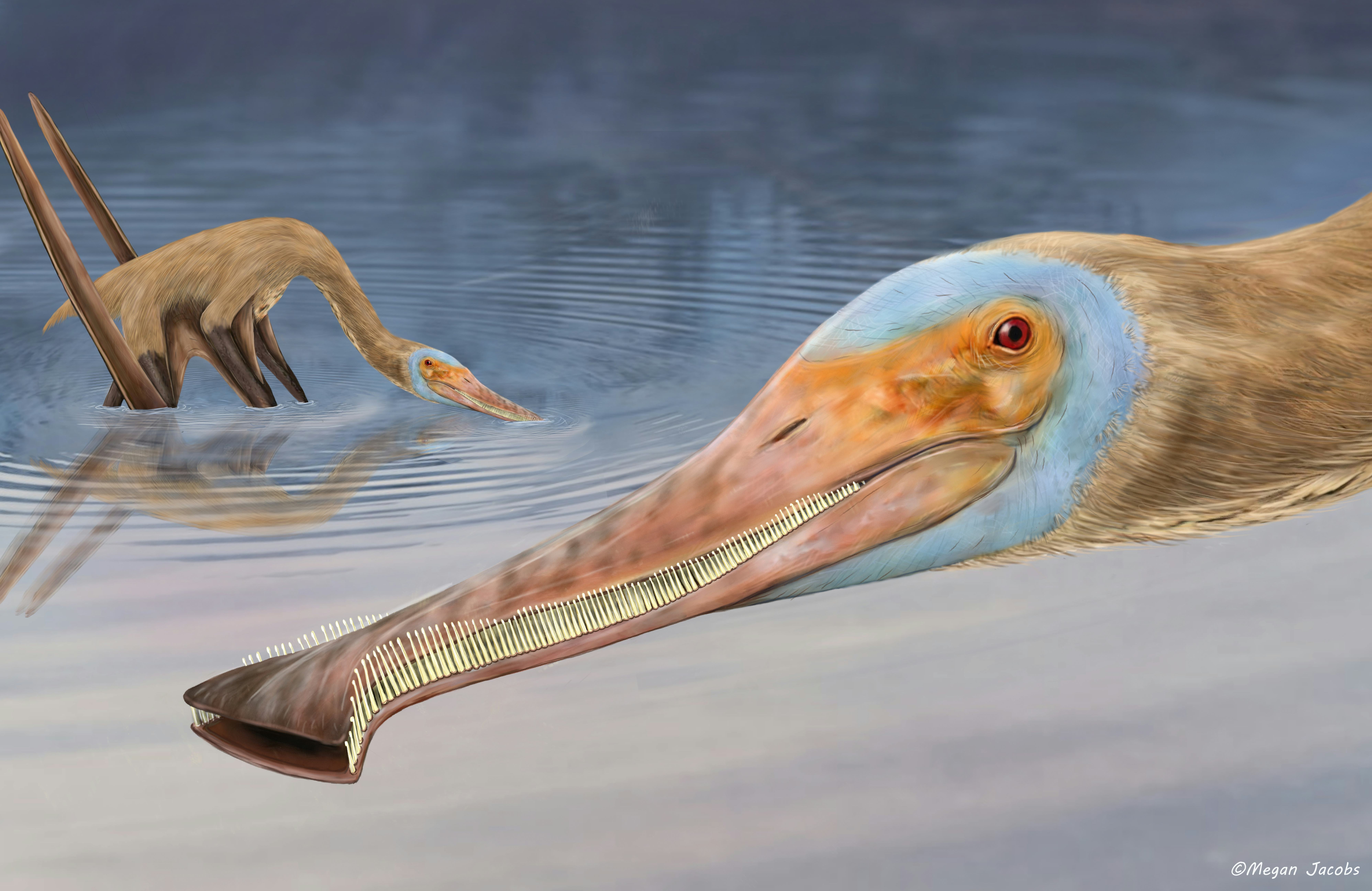 Two long-beaked Balaenognathus pterosaurs feeding in a body of water. Artist's impression.