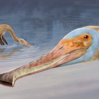 Two long-beaked Balaenognathus pterosaurs feeding in a body of water. Artist's impression.