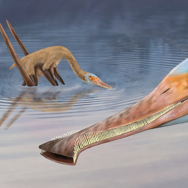 Two long-beaked Balaenognathus pterosaurs feeding in a body of water. Artist's impression.