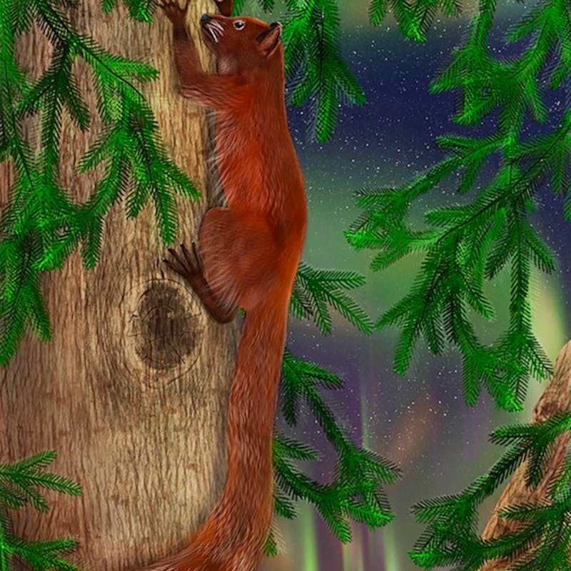 One of the new species, Ignacius dawsonae, climbing up a tree. It looks a bit like a red panda. Arti...