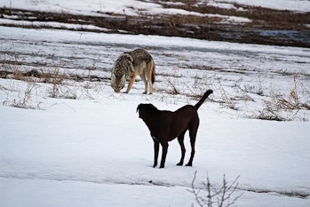 Coyote and dog on a snowy field
