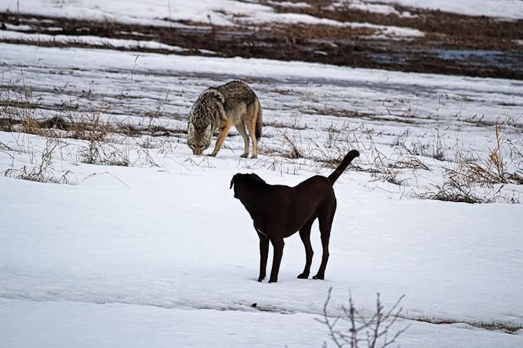 Coyote and dog on a snowy field