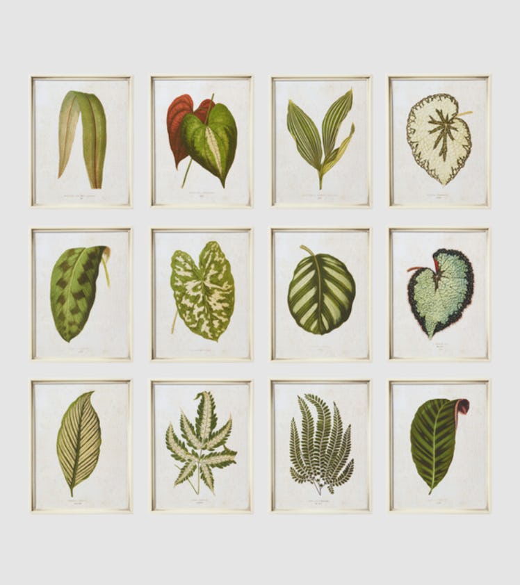 Set Of Twelve Exotic Leaf Framed Prints - Green
