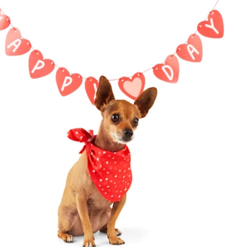 YOULY DIY Valentine Photo Studio Kit for Dogs