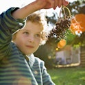 A little boy holds up elderberry, which is often touted as a natural medicine for staving off colds ...
