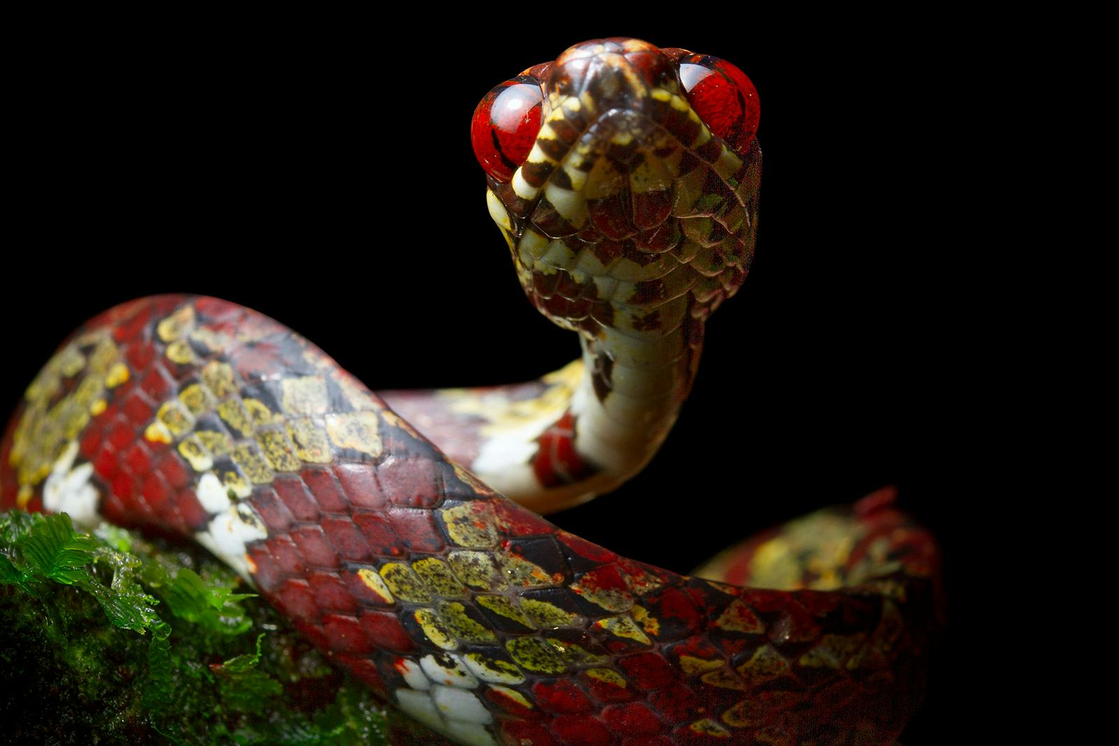 red and yellow Sibon canopy is named in honor of the Canopy Family system of reserves, particularly ...