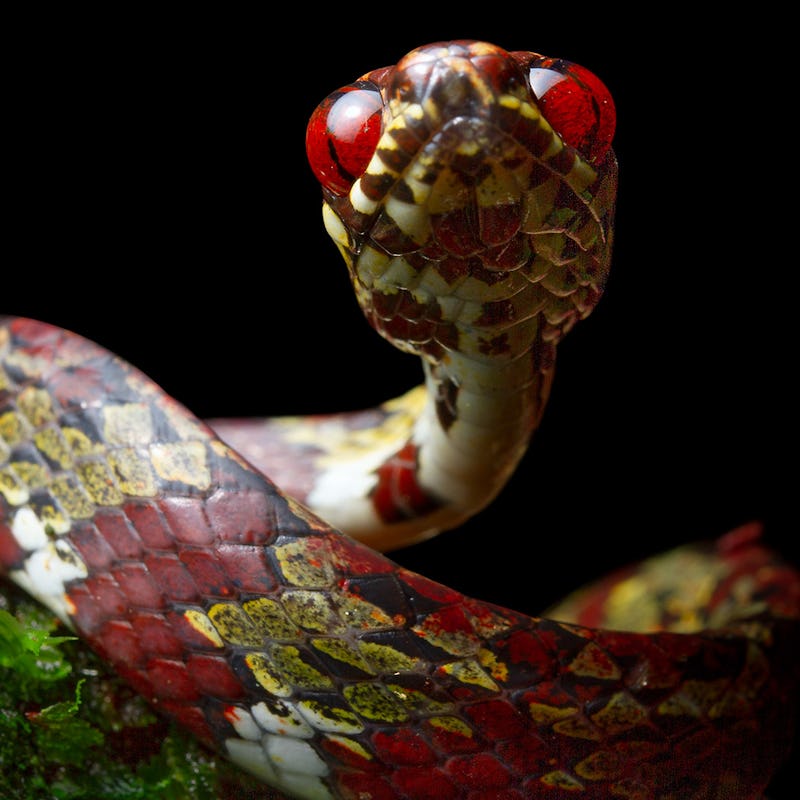 red and yellow Sibon canopy is named in honor of the Canopy Family system of reserves, particularly ...