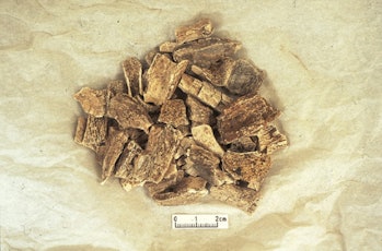 photo of a pile of bone fragments