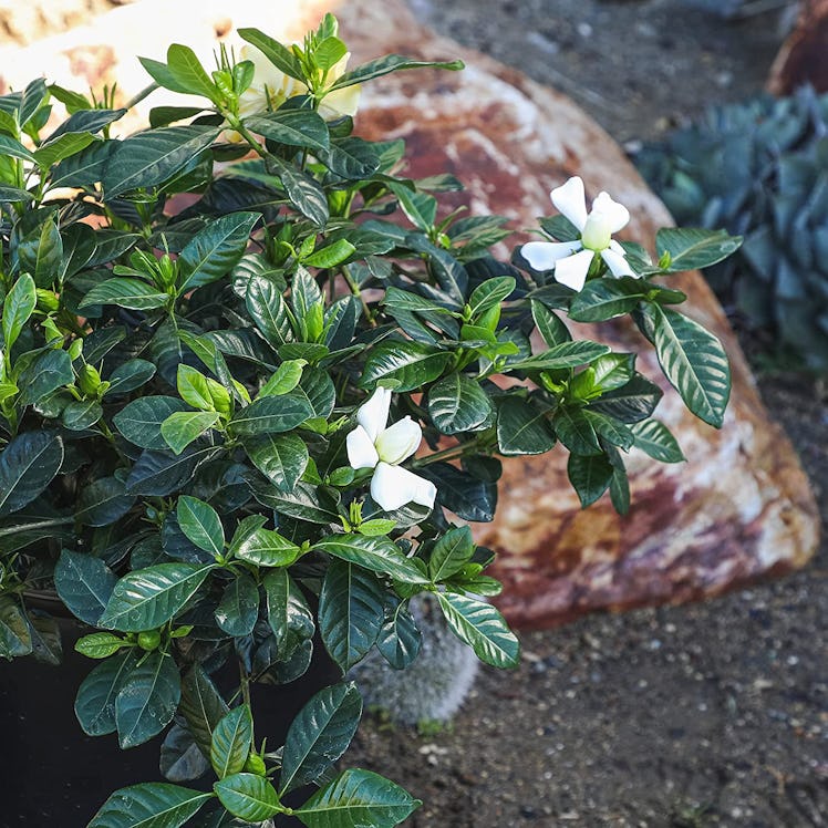 Plants for Pets Gardenia Plant