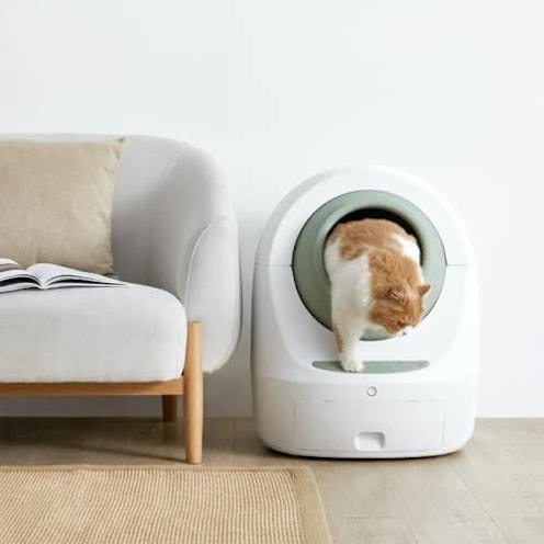 litter robot alternatives