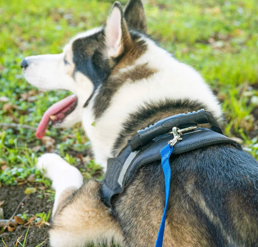 Hi Kiss Training Agility Leash