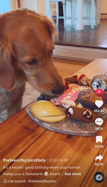 A dog enjoys a birthday barkuterie board, which is one of the dog charcuterie board ideas on TikTok....