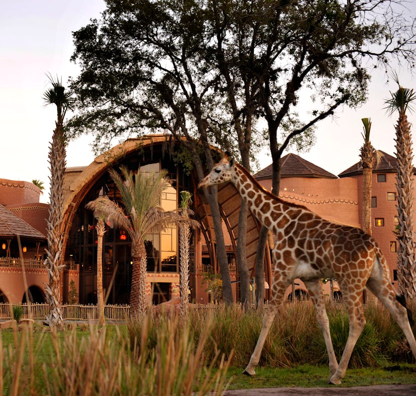 Disney hotel deals include up to 25% off on resorts like Disney's Animal Kingdom Lodge.