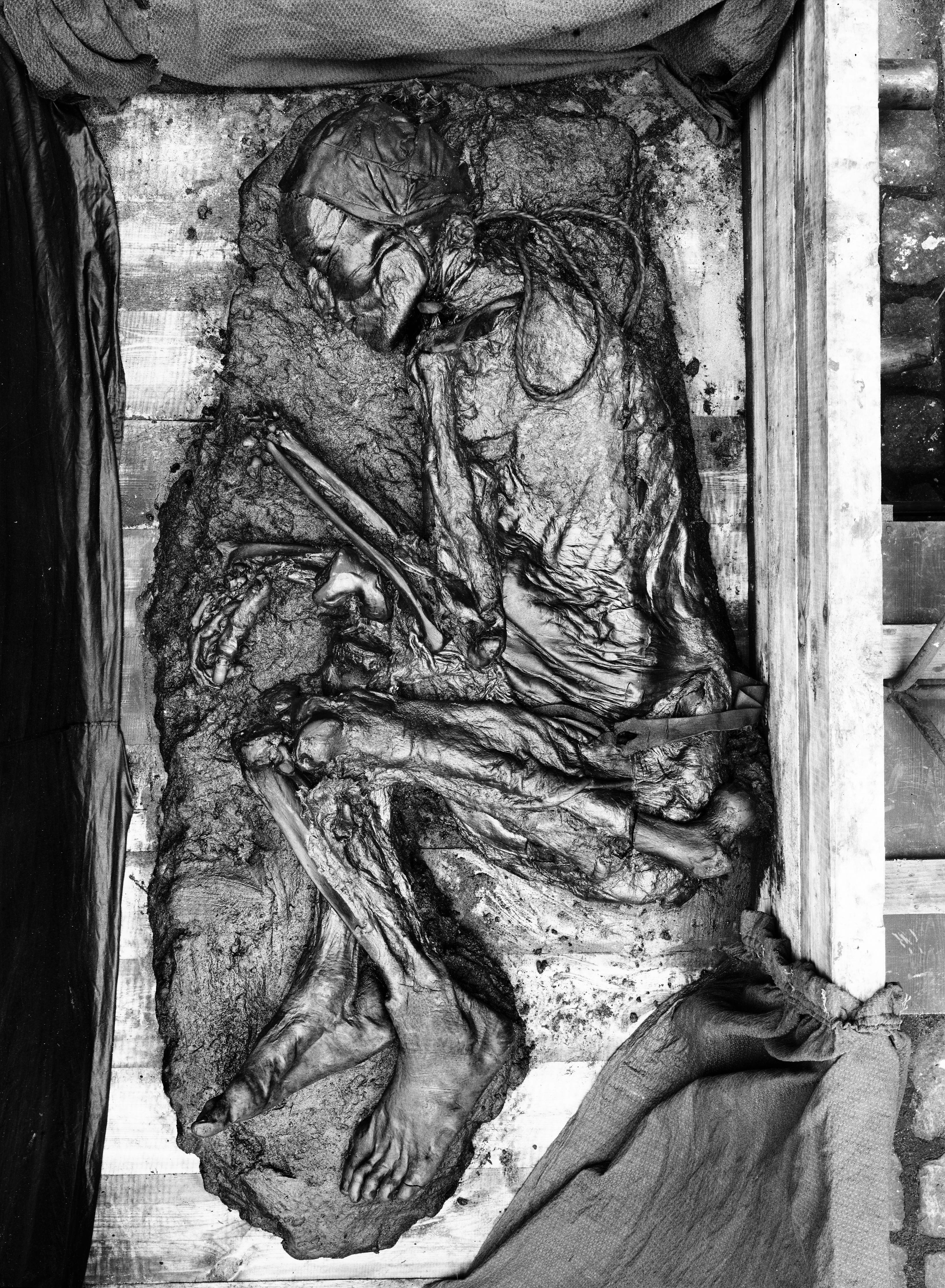 The Tollund Man, curled up in fetal position 
