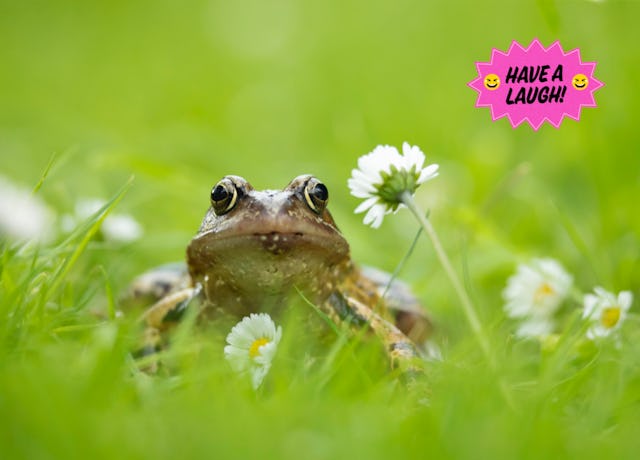 Human females take note: common female frogs play dead when they don't want to mate. 