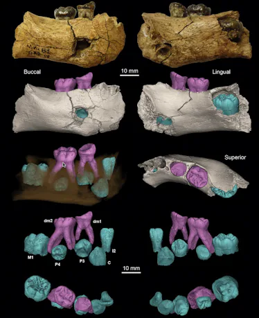 Nakapithecus An Ancient Hominid Jaw Bone Is Revealing New Clues About Early Human ...