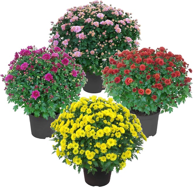 Live Flowering 8-Inch Mums - Assorted (4 Pack)