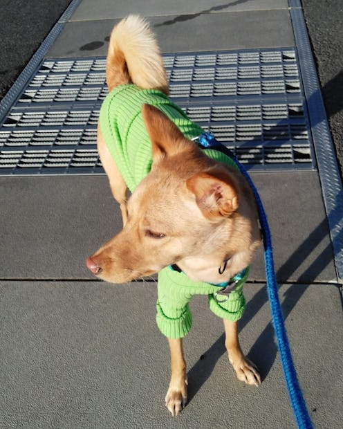 Designer pet products