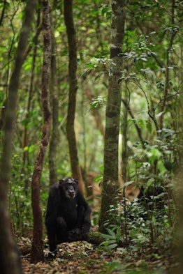 A chimpanzee sits in the forest.