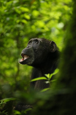 A chimpanzee with its lower lip outstretched.