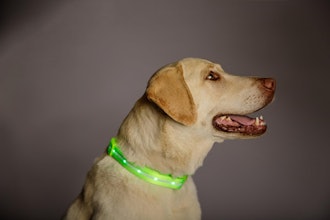 Blazin Light Up Dog Collar