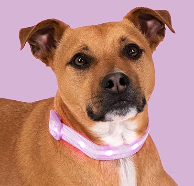 Blazin' Safety LED Light Up Dog Collar 