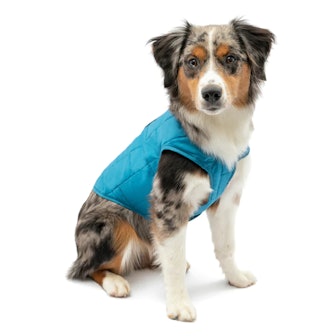 This is how to measure your dog for a jacket