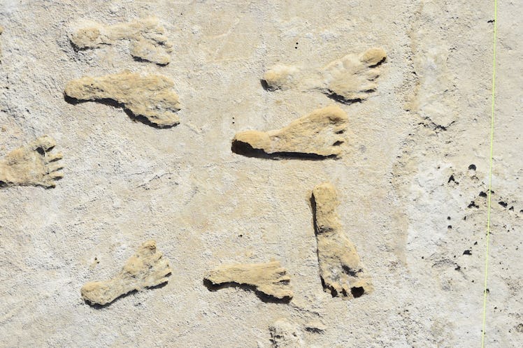 Footprint fossils