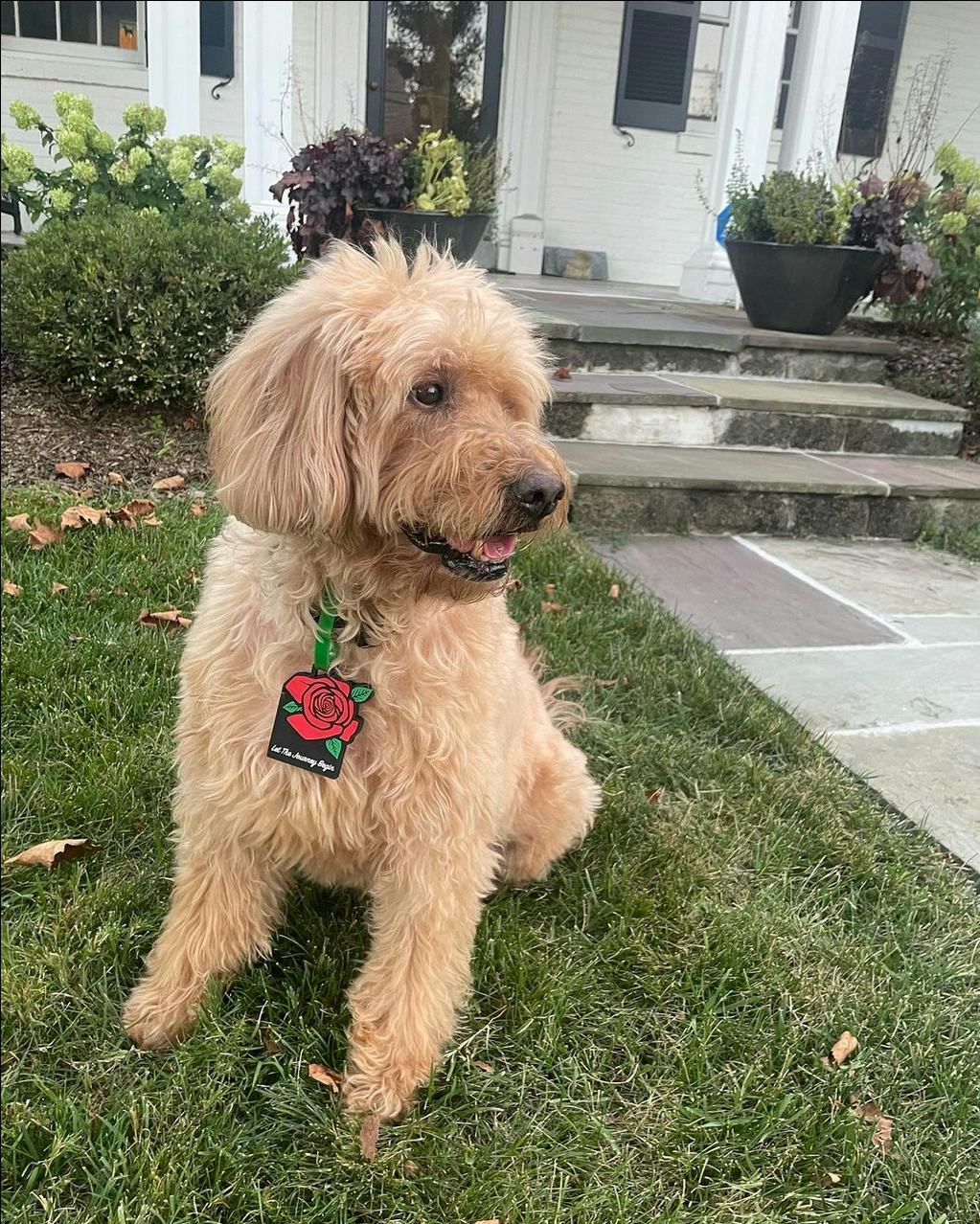 Nancy from &lsquo;The Golden Bachelor&rsquo;s dog, Max. Screenshot via Instagram