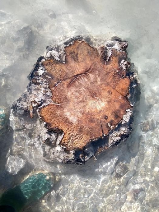photo of a tree stump surrounded by clear water