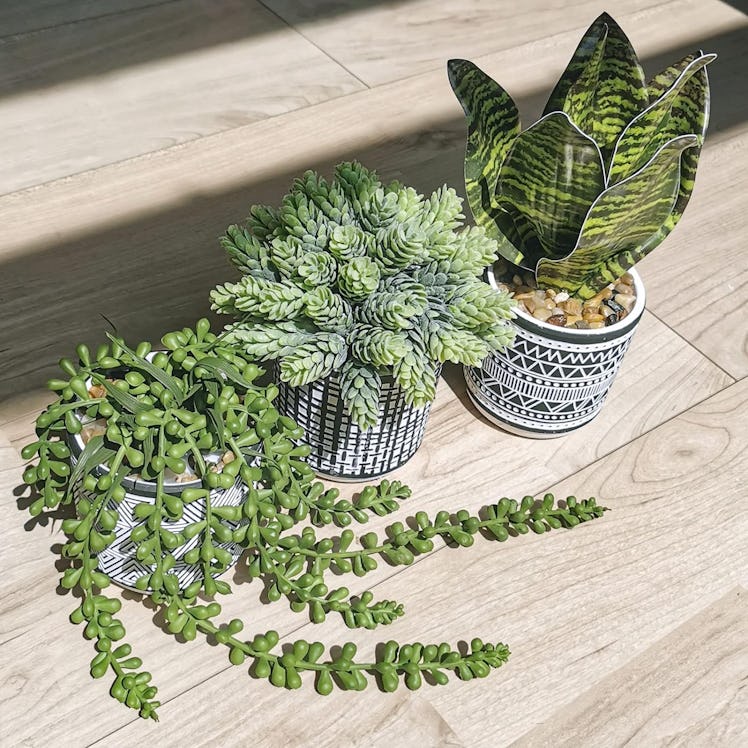 Winlyn Small Artificial Succulent Potted Plants (3 Pieces) 