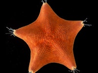 The unusual five-axis symmetry of sea stars (Patiria miniata) has long confounded our understanding ...