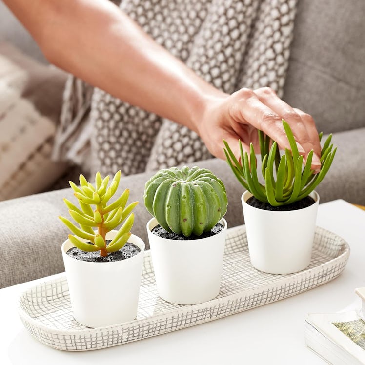 Amazon Basics Artificial Mini Succulents (3-Pack)