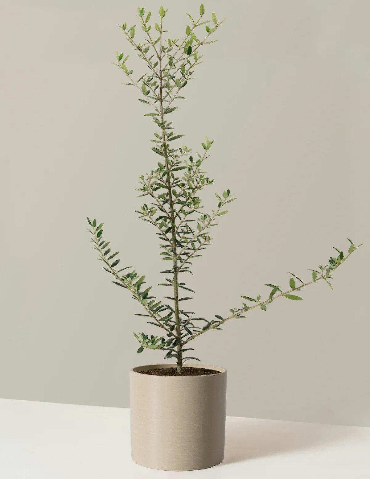 These 2024 Home Decor Trends Will Inspire Your Future Interior