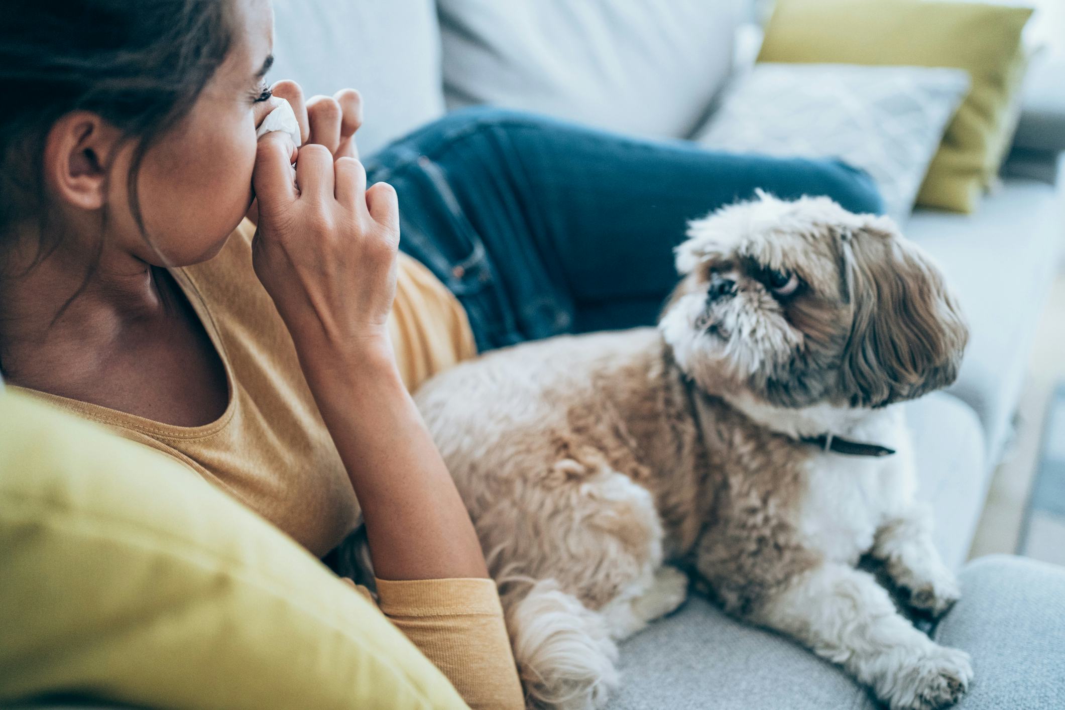 Can dogs get hot sale colds from cats